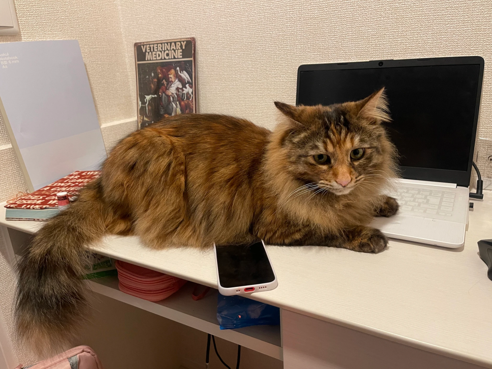 メディホス河口湖で飼っている猫