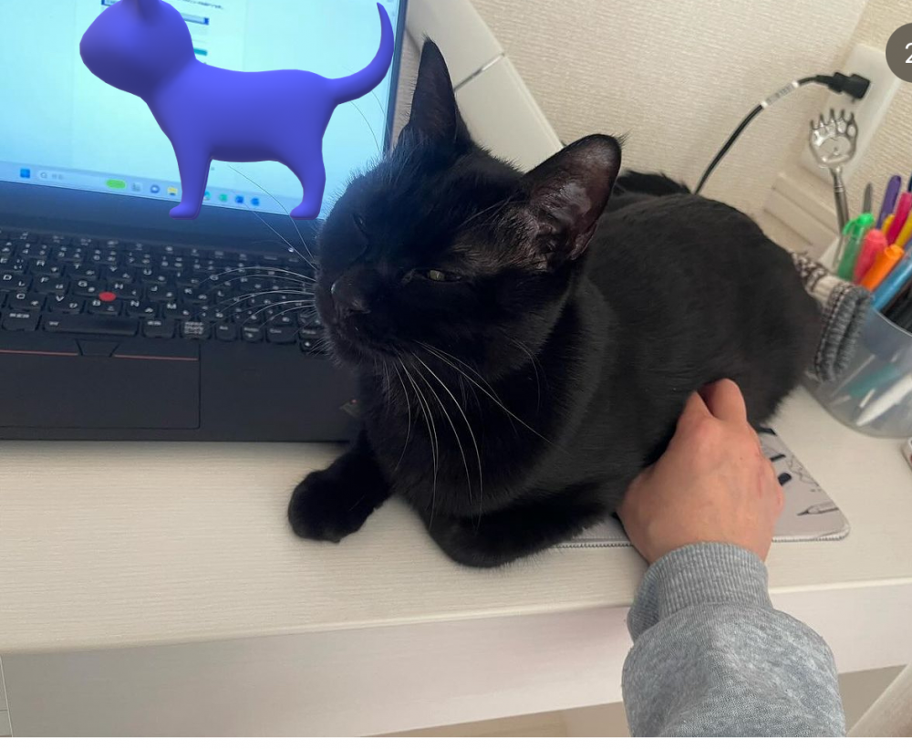 メディホス河口湖で飼っている黒猫